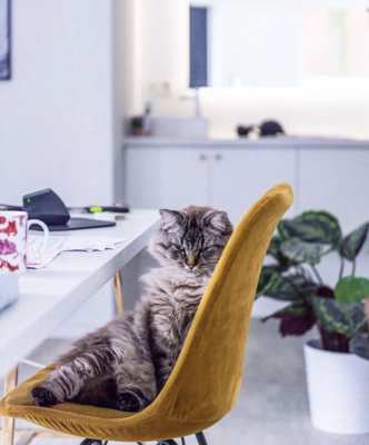 Kick Kuipstoel Velvet