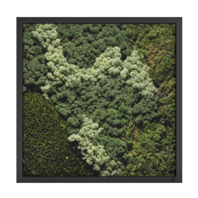 MOS Collectie schilderij met ijslandsmos