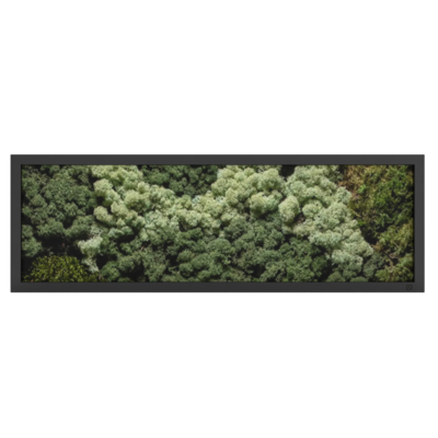 MOS Collectie schilderij met ijslandsmos