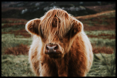 Walljar poster ingelijst - Schotse Hooglander