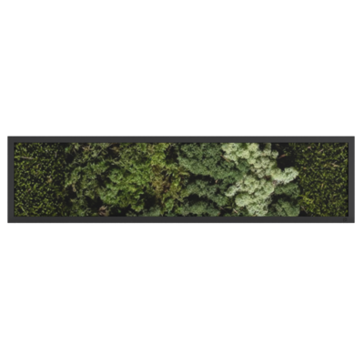 MOS Collectie schilderij met ijslandsmos