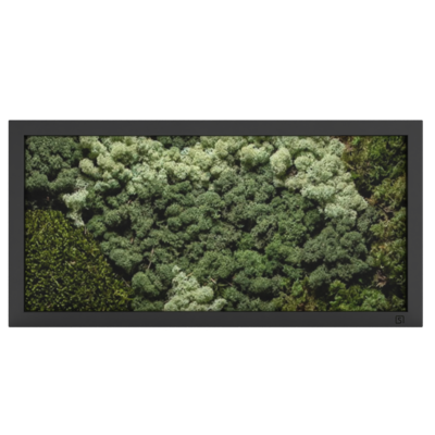 MOS Collectie schilderij met ijslandsmos