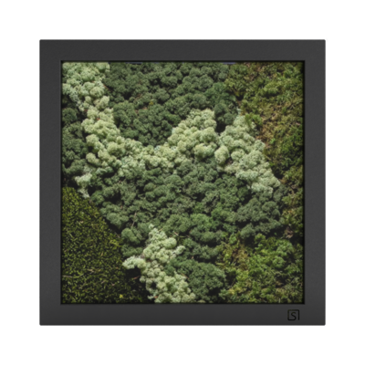 MOS Collectie schilderij met ijslandsmos