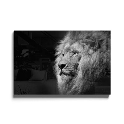 Walljar acrylglas schilderij - Gazing Lion