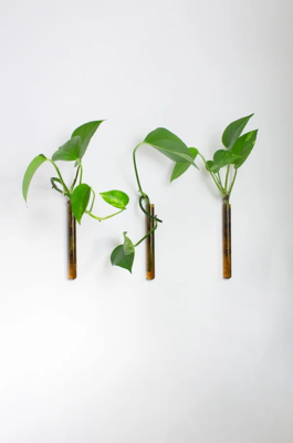 Muurbloempjes - set van 3