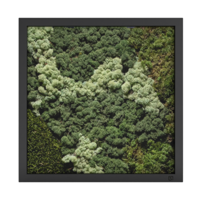 MOS Collectie schilderij met ijslandsmos