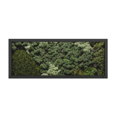 MOS Collectie schilderij met ijslandsmos