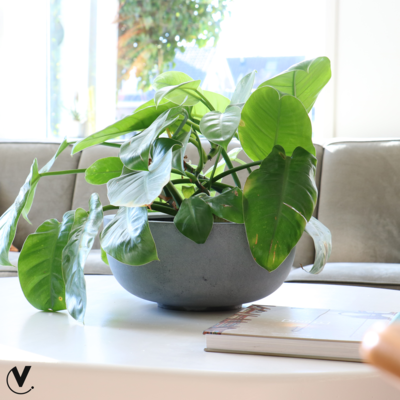 Plantenpot Ducos grey