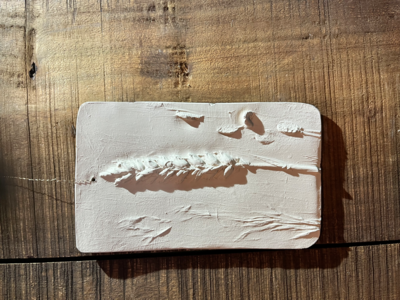 Wanddecoratie botanisch